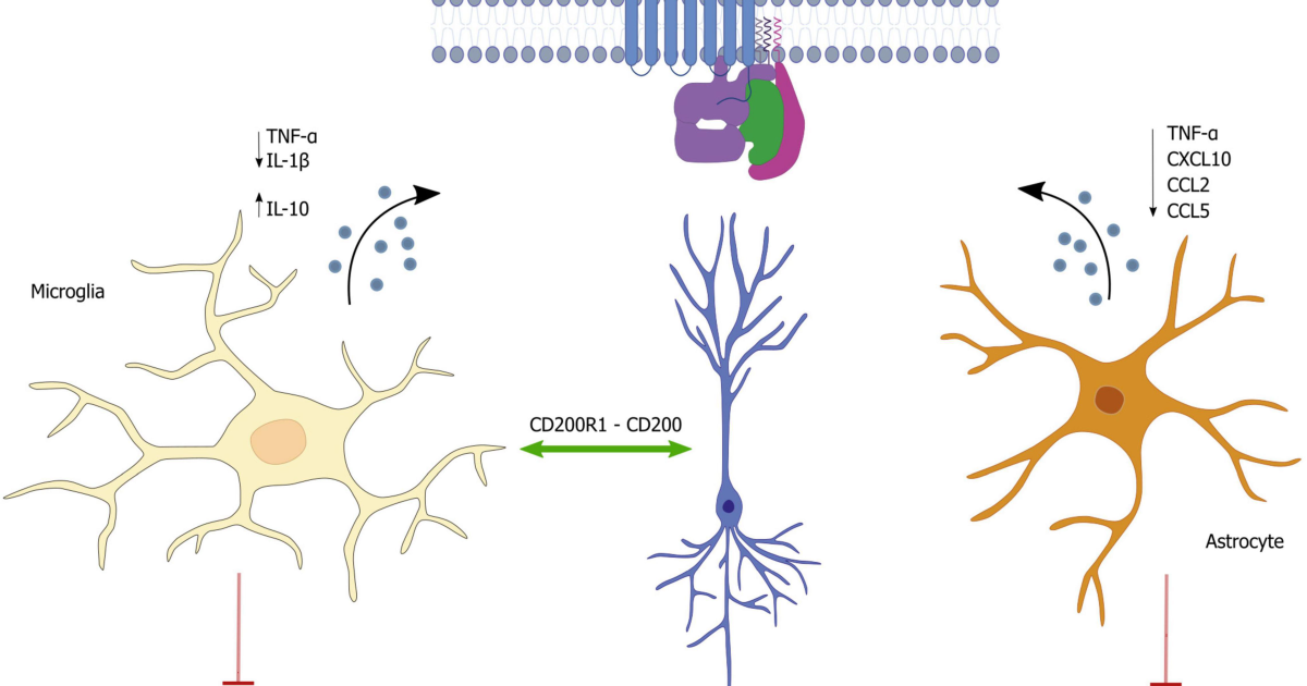 Vital Hemp: Modulating Inflammatory Cytokines to Protect the Aging Brain