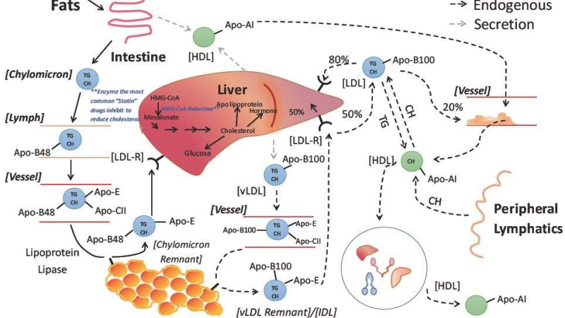 illustration of liver enzyme cytochrome P450 3A4 structure