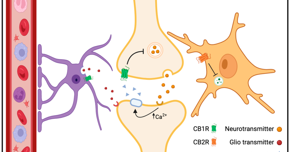 Vital Hemp: Reclaiming Deep Sleep Through Adenosine and Endocannabinoid Synergy