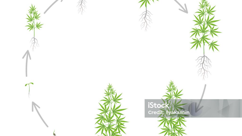 adenosine receptor and endocannabinoid interaction diagram