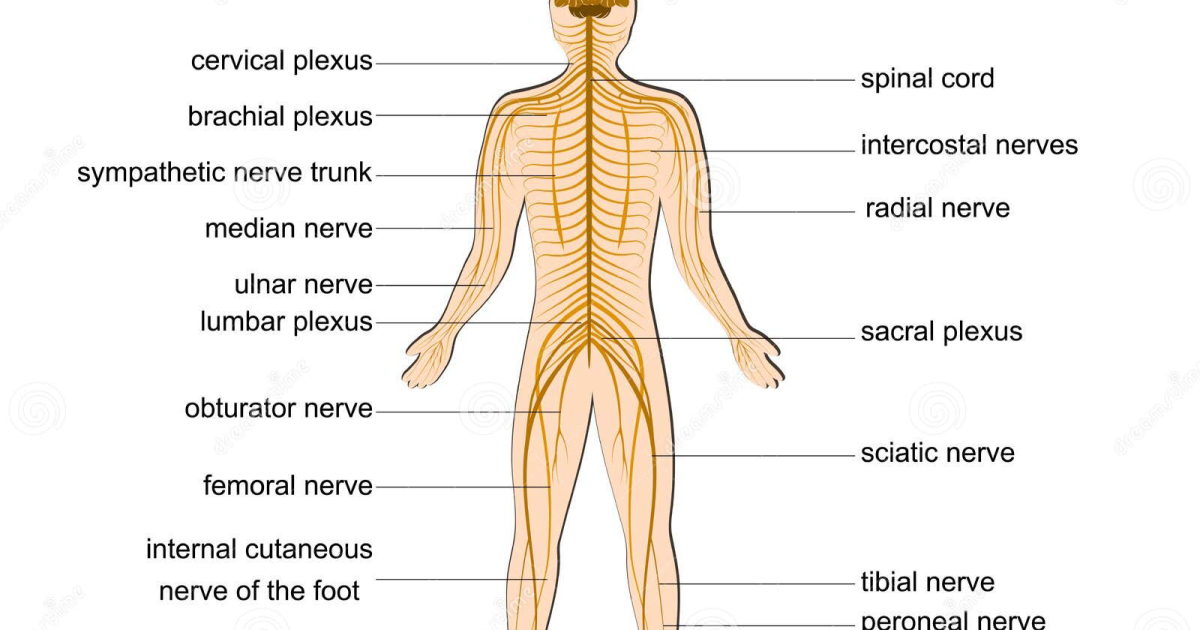 Vital Hemp: Restoring Calm to a Hyperactive Nervous System