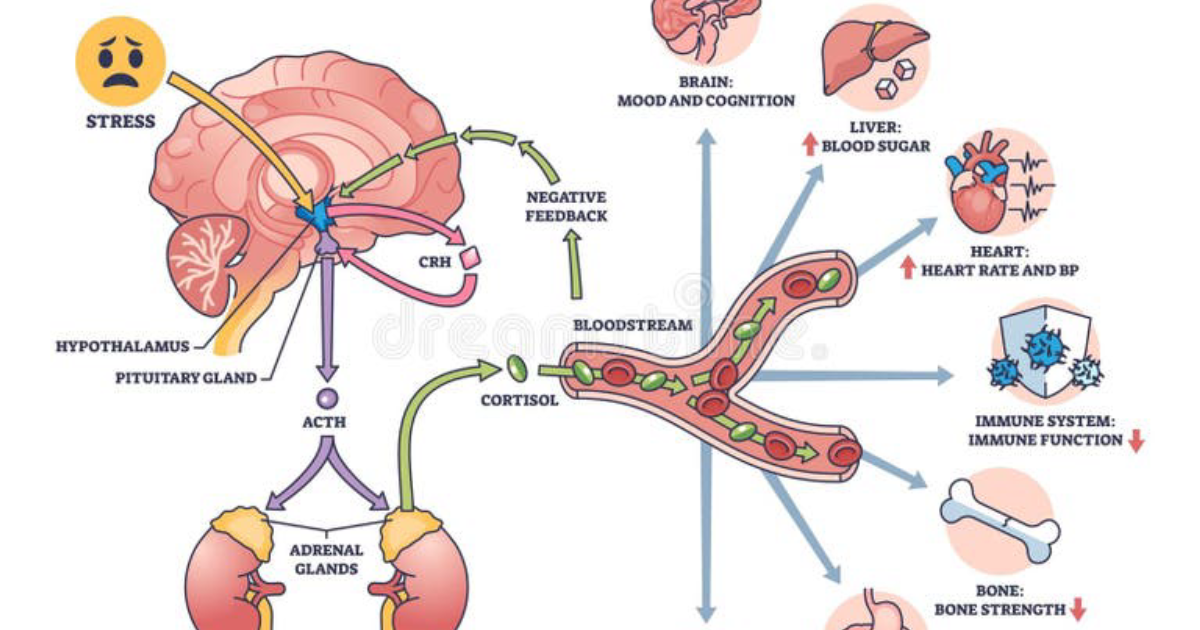 Vital Hemp: Restoring Cortisol Balance Through Endocannabinoid Modulation – A Clinical Investigation of Stress Support