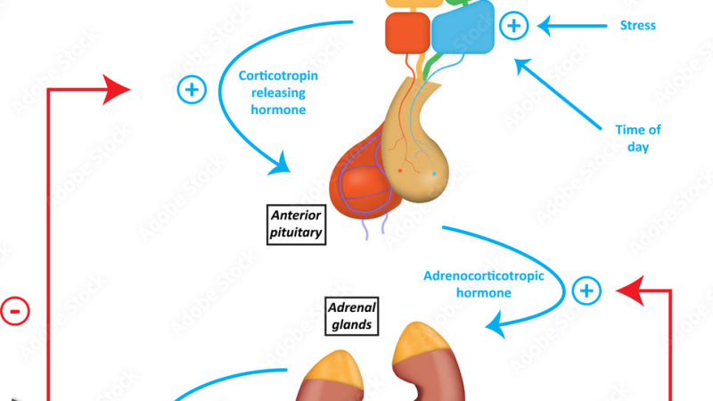 hypothalamic-pituitary-adrenal axis diagram illustration