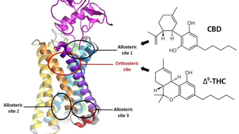 molecular structure of CBD binding to CB1 receptor