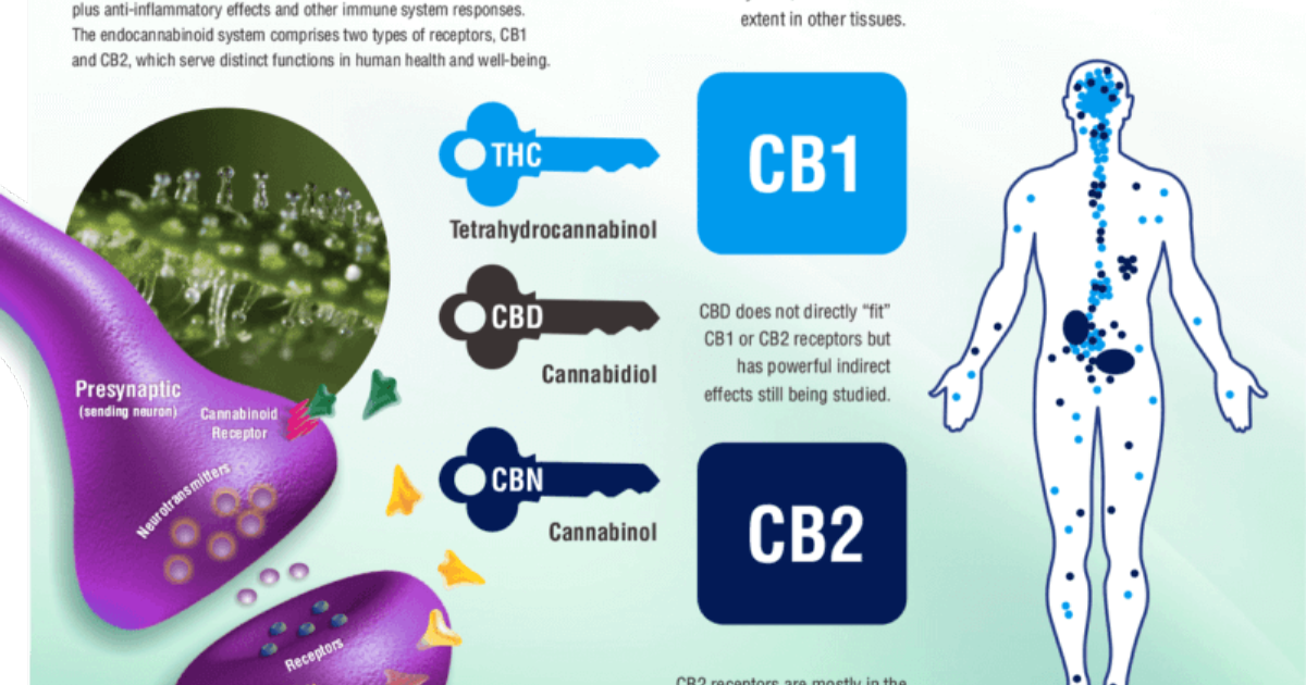 Vital Hemp: Restoring Endocannabinoid Balance to Overcome Chronic Deficiency