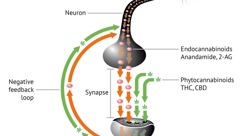 endocannabinoid system diagram showing CB1 and CB2 receptor locations in the body