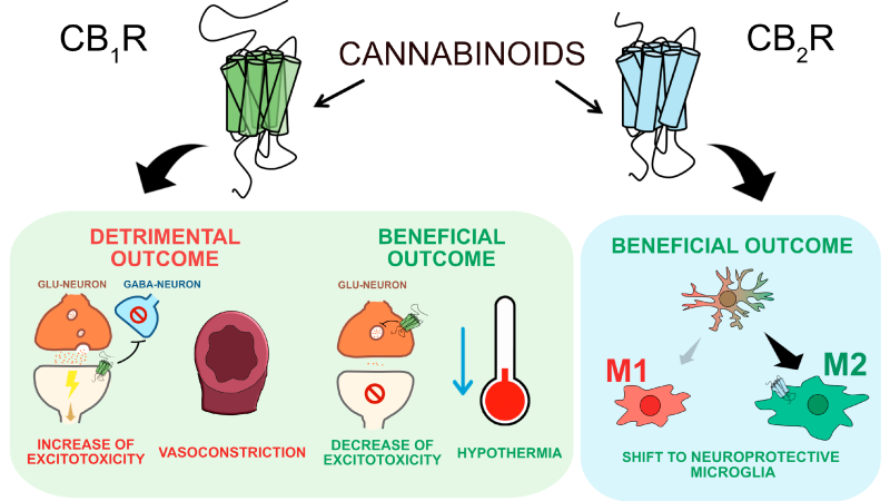 CBD molecule interacting with CB2 receptor on an immune cell, illustrating anti-inflammatory pathway