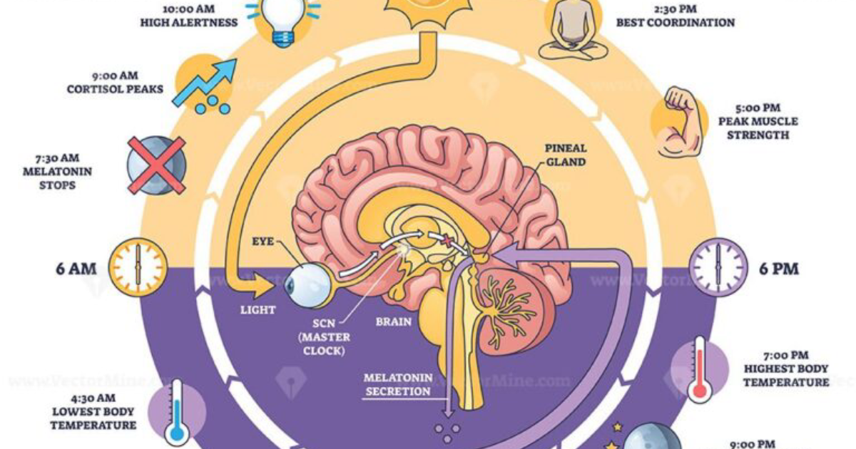 Vital Hemp: Restoring Your Sleep Cycle Naturally Through Endocannabinoid Regulation