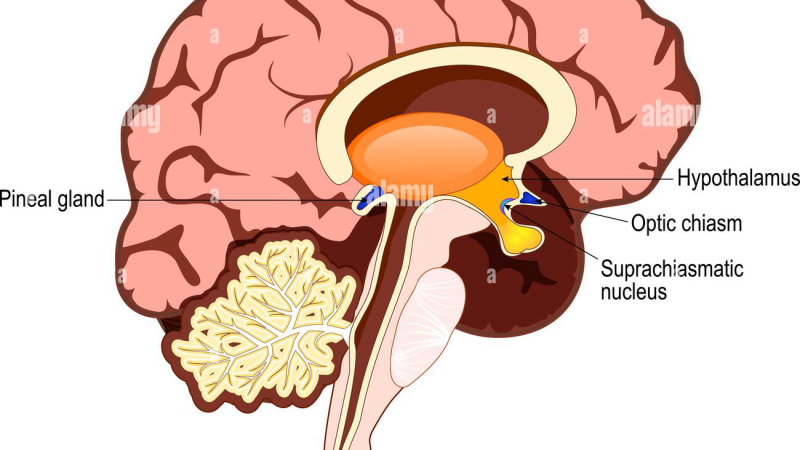 brain cross-section with suprachiasmatic nucleus and pineal gland highlighted