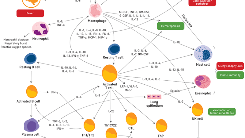 inflammatory cytokine cascade diagram showing immune cell release of TNF-alpha, IL-6, IL-1beta
