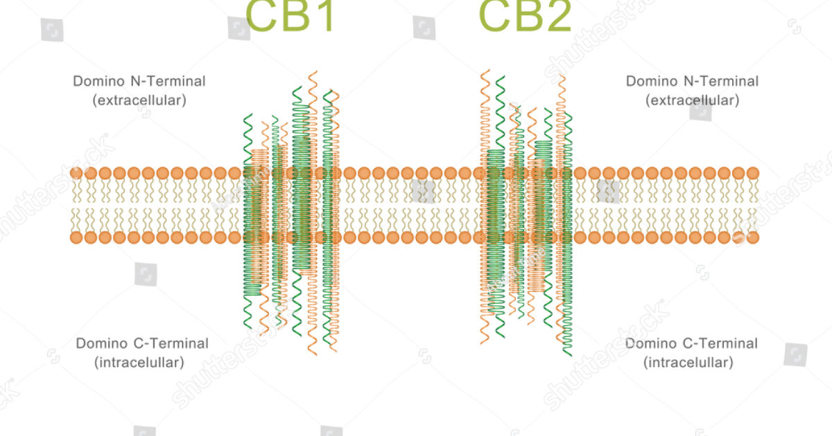 Vital Hemp: The CB2 Receptor Pathway to Osteoarthritis Pain Relief