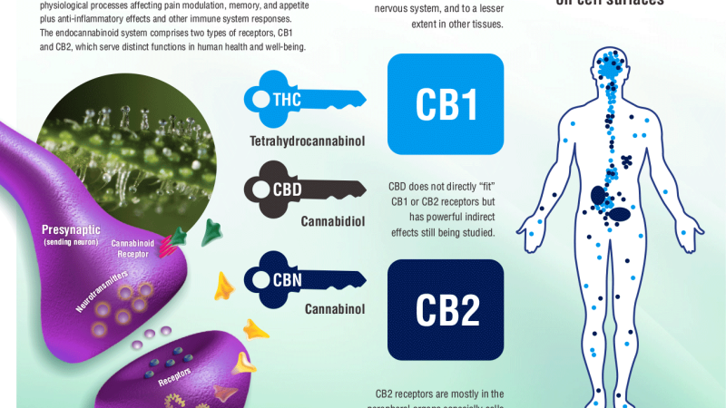 CBD binding to CB2 receptor molecular diagram