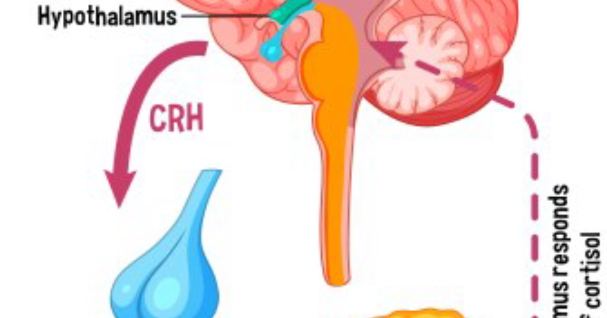 Vital Hemp: The Cortisol-Cannabinoid Connection – How Hemp Extract Blunts Chronic Stress Response