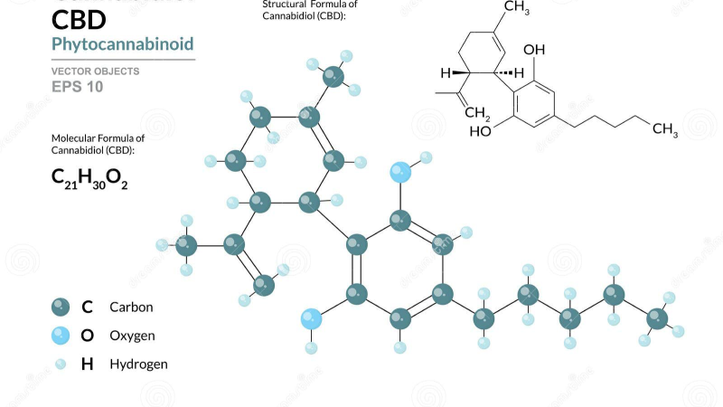 endocannabinoid system receptors brain illustration