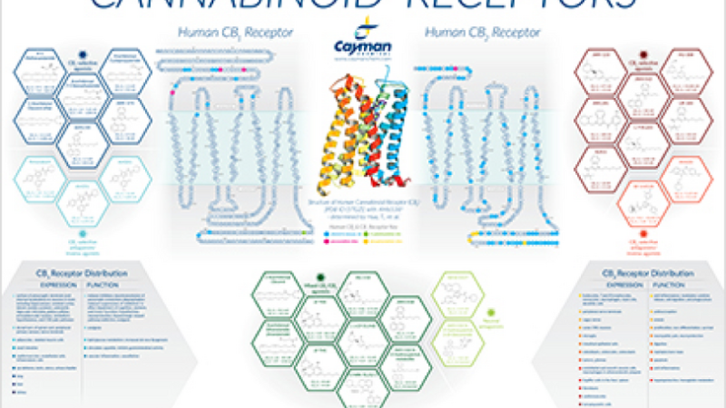 molecular structure of cannabinoid receptors
