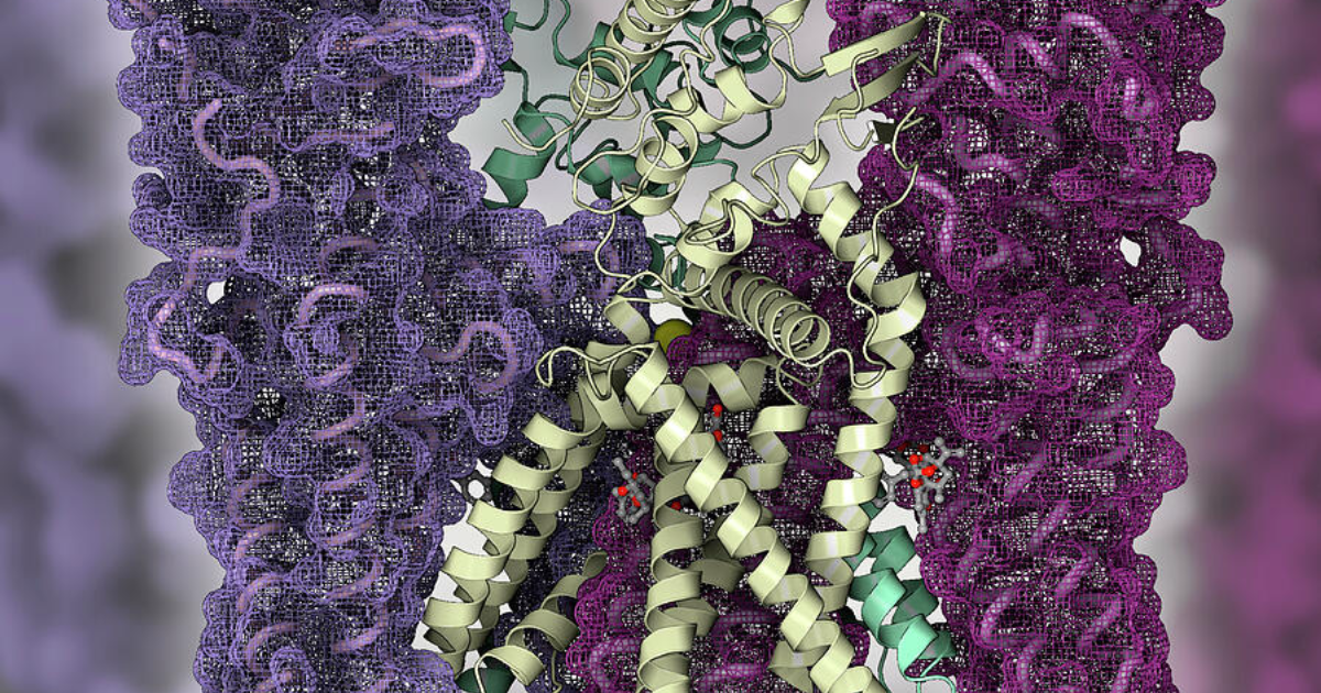 Vital Hemp: Unlocking the TRPV1-CB2 Receptor Crosstalk for Neuropathic Pain Relief