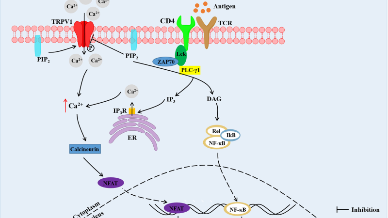 TRPV1 CB2 receptor signaling pathway diagram