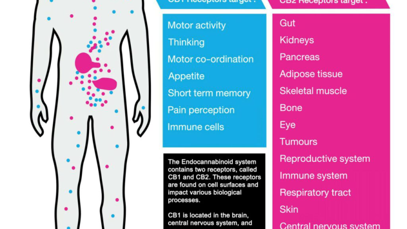 brain cross section with labeled HPA axis and CB2 receptors