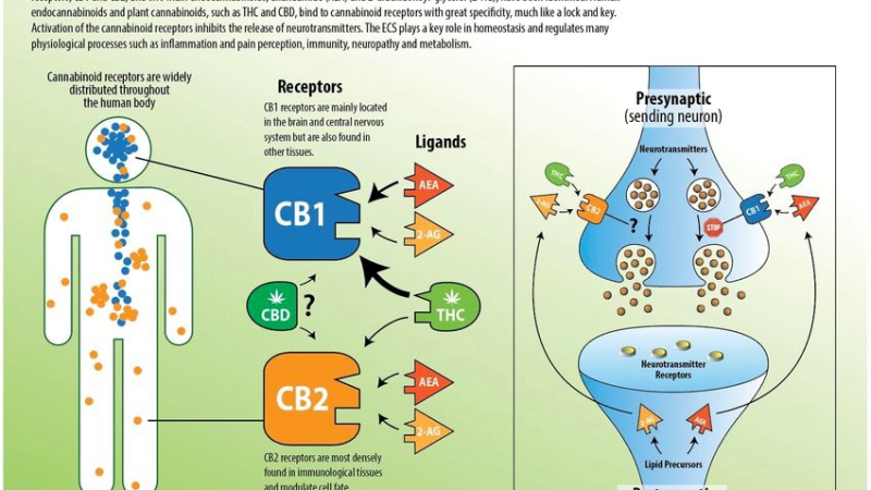 illustration of endocannabinoid system receptors on neurons