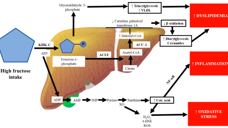 Leberzelle mit Glykogenspeicher und Glukose-6-Phosphat