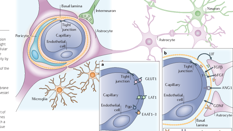 brain capillary network microscopy