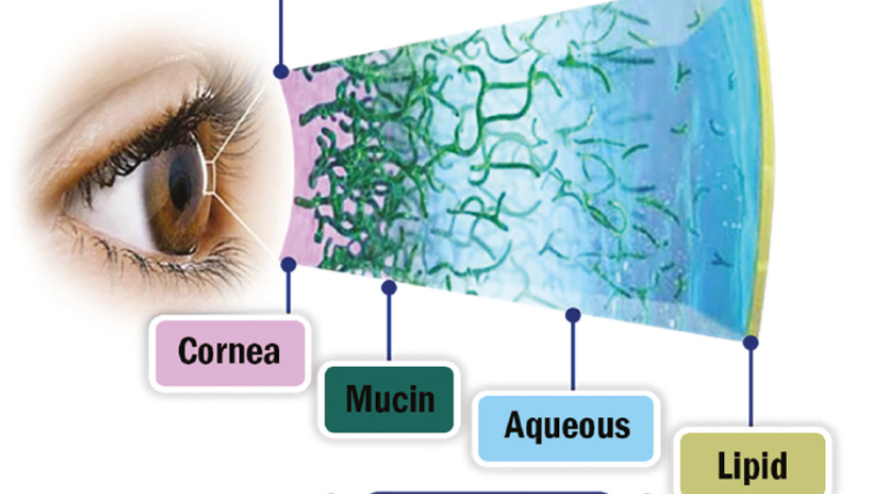 illustration goblet cell mucin granules conjunctiva