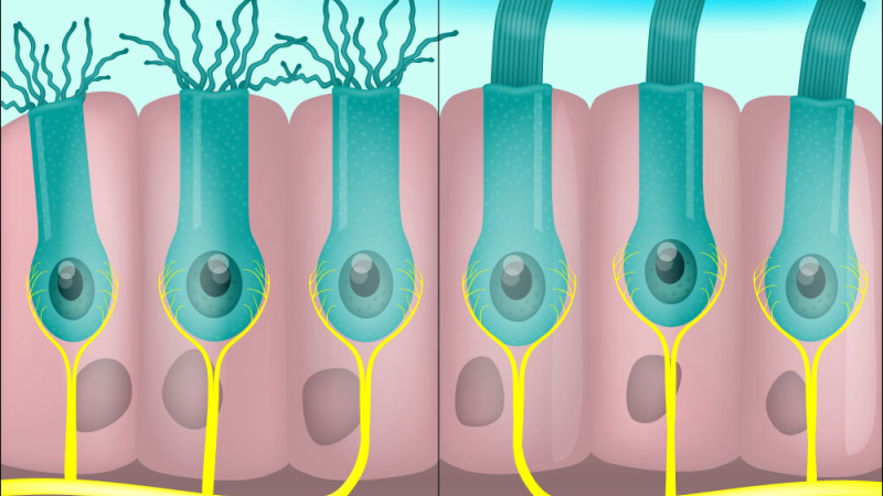 illustration of auditory pathway from ear to brain cortex