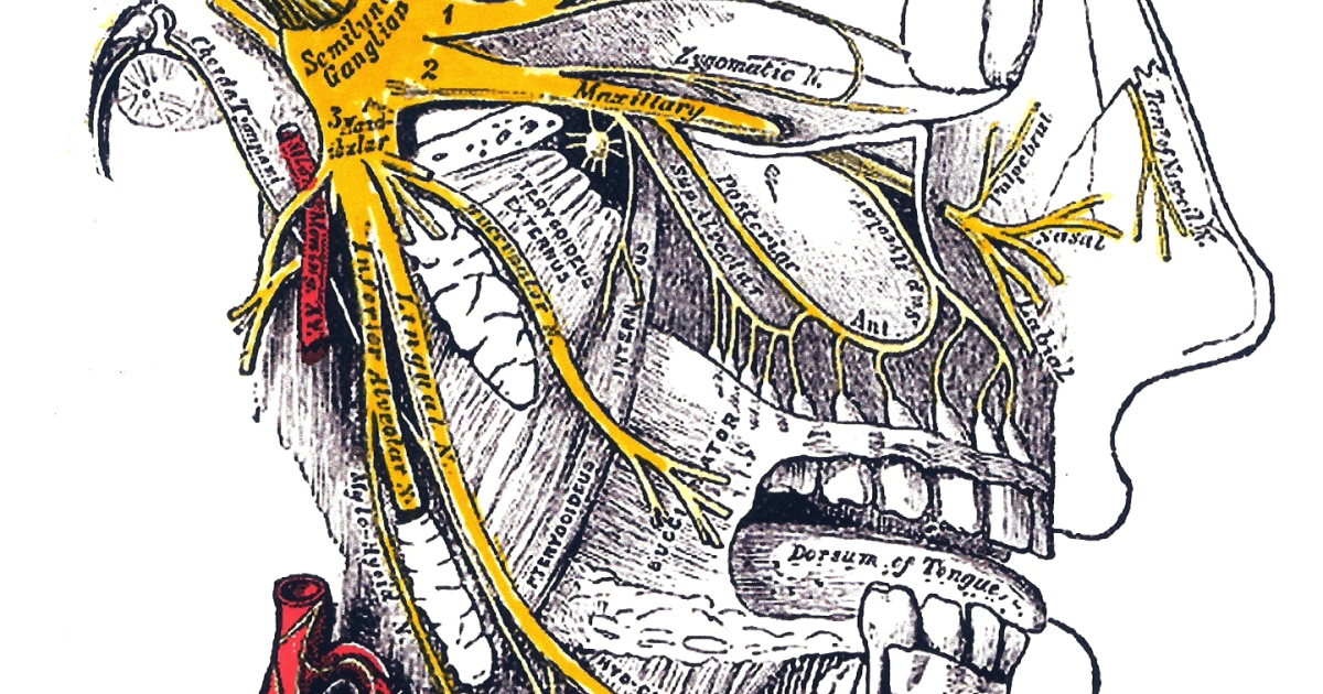 Neuro Quiet: Die trigeminal-auditive Interaktion als neuer Ansatzpunkt zur Tinnitus-Behandlung