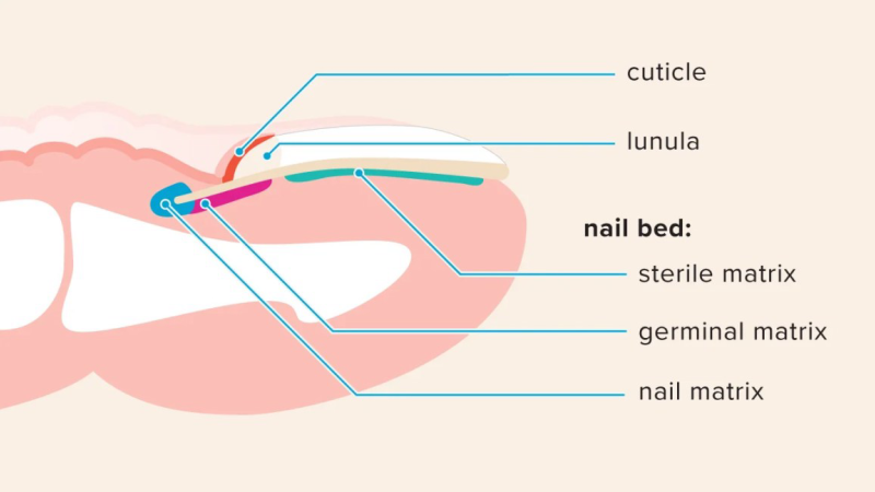 close-up of brittle fingernail with rough edges