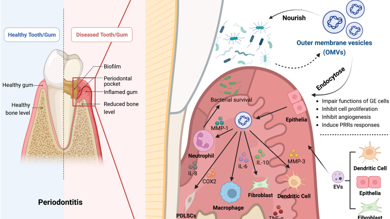 diagram of gingival microvasculature showing constricted capillaries in smoker vs. healthy