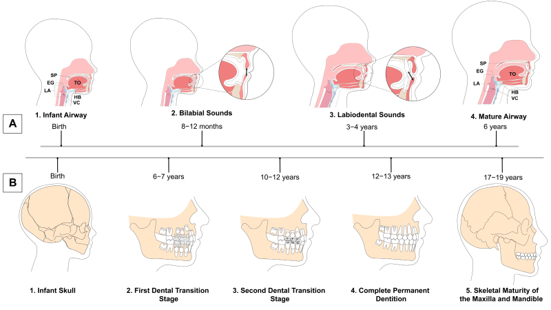 diagram of jaw growth trajectory showing mandibular length and retromolar space