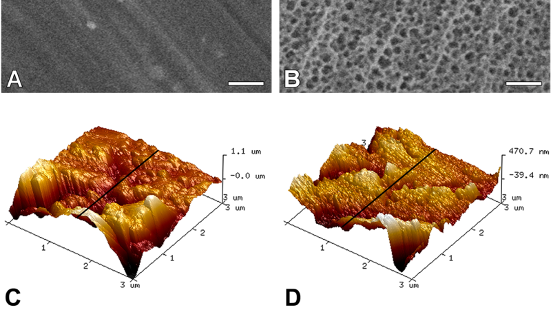 scanning electron micrograph of titanium surface topography