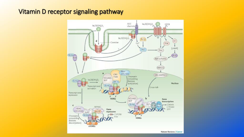 vitamin D receptor signaling pathway diagram