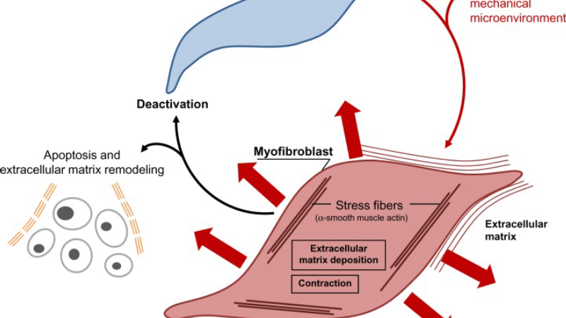 cellular diagram of fibroblast under mechanical stress with MMP activation