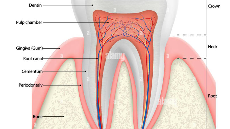 tooth cross-section showing enamel, dentin, and pulp with peroxide penetration pathway