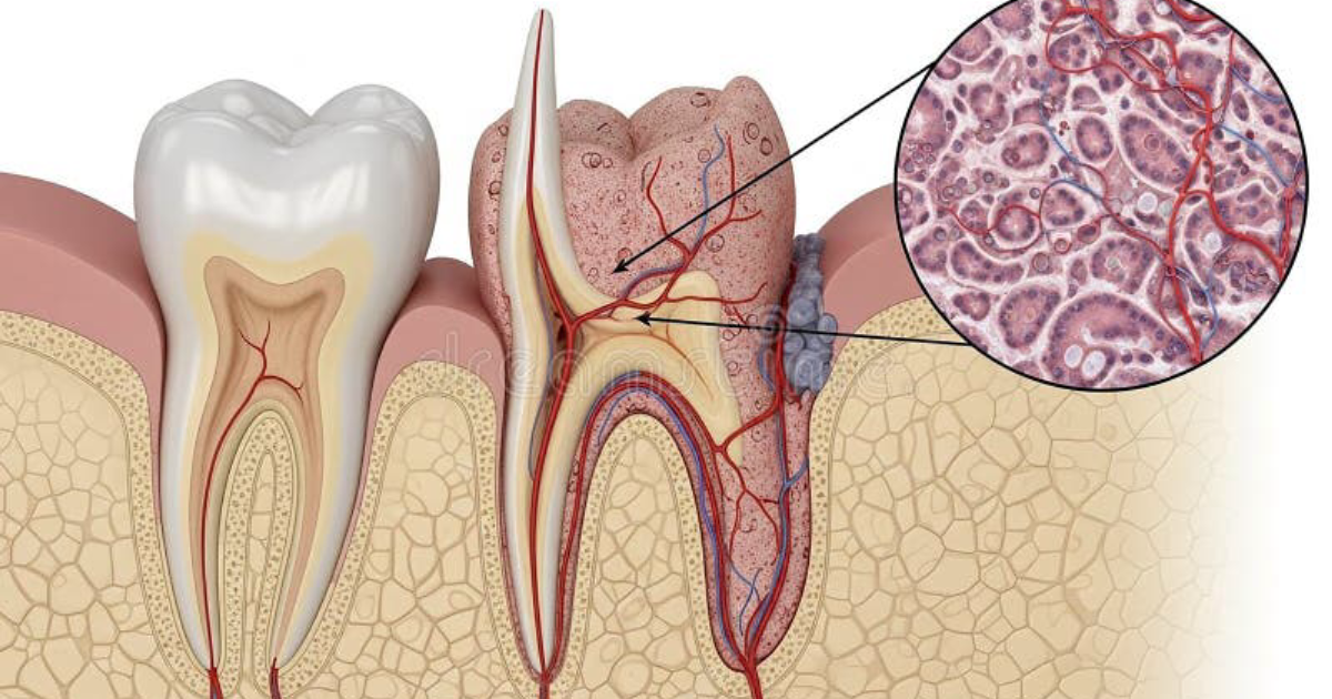DentaBiome: Understanding the Pain Pathway in Pulpitis – From Inflammatory Mediators to Toothache