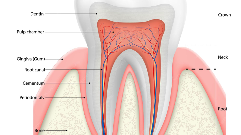 dental pulp anatomy illustration