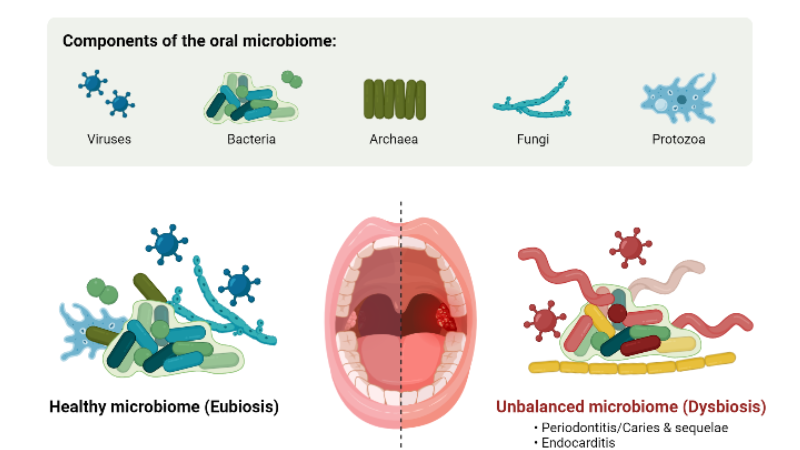 oral microbiome illustration healthy vs diseased biofilm