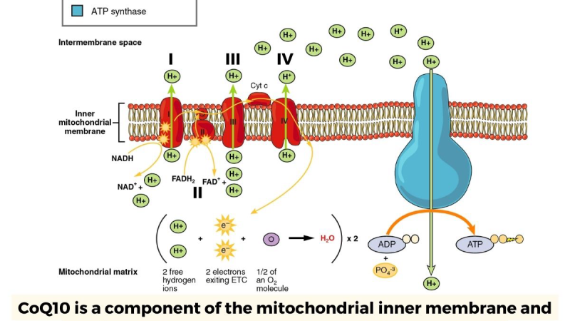diagram showing CoQ10 in mitochondria and gum cell repair
