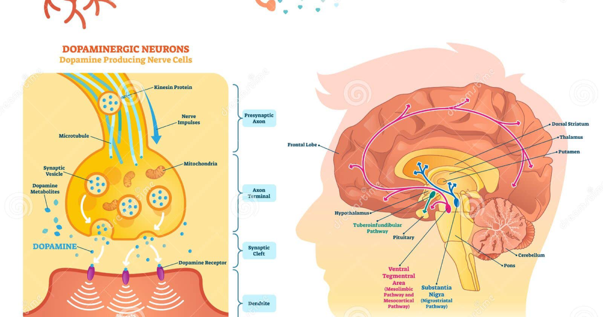 Oradentum: The Neuromuscular Connection in Bruxism and How to Break the Grinding Cycle