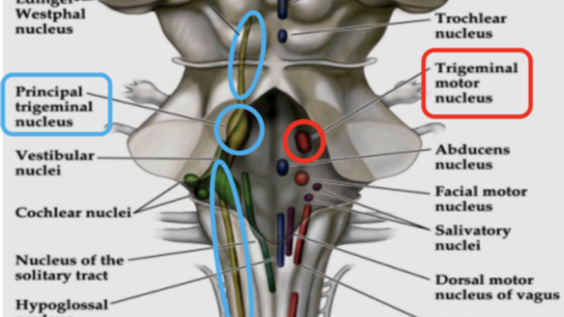 illustration of brain dopamine pathways and jaw muscles