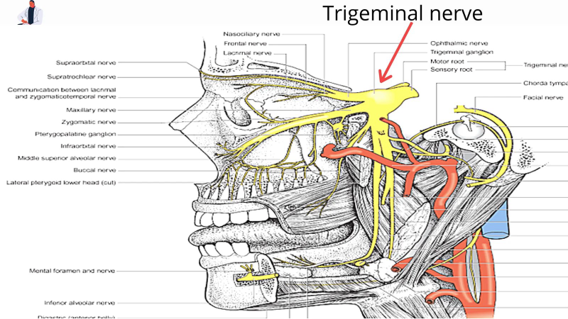 diagram showing trigeminal nerve pathway from oral cavity to brainstem