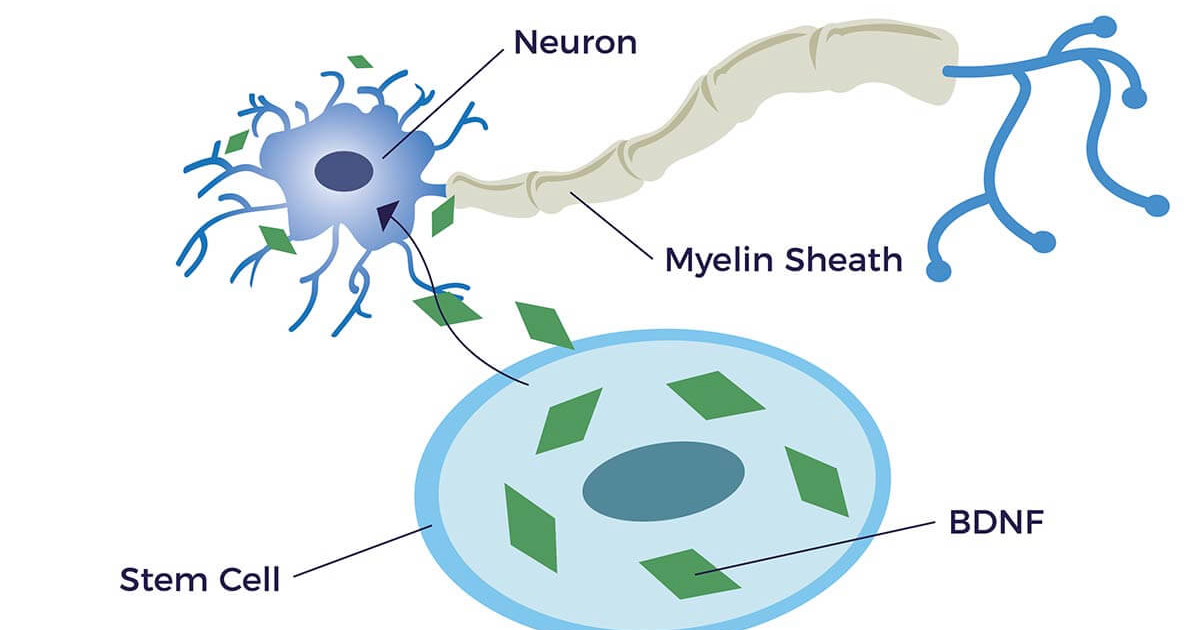 Harmobrain: Estrategias científicas para elevar el BDNF y potenciar la neuroplasticidad