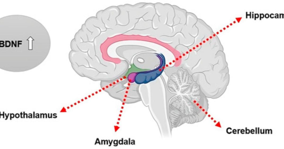 Harmobrain: Cómo los polimorfismos del BDNF determinan tu riesgo de deterioro cognitivo y cómo revertirlo