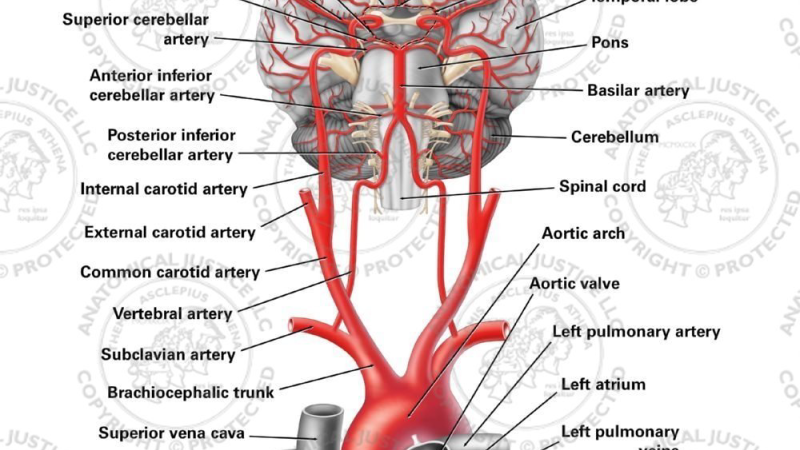 microscopic view of brain capillaries with red blood cells