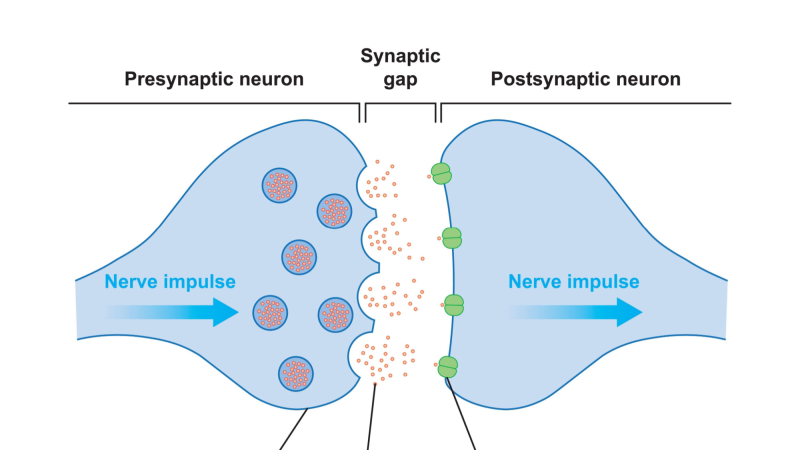 Illustration of hippocampus with synapses glowing