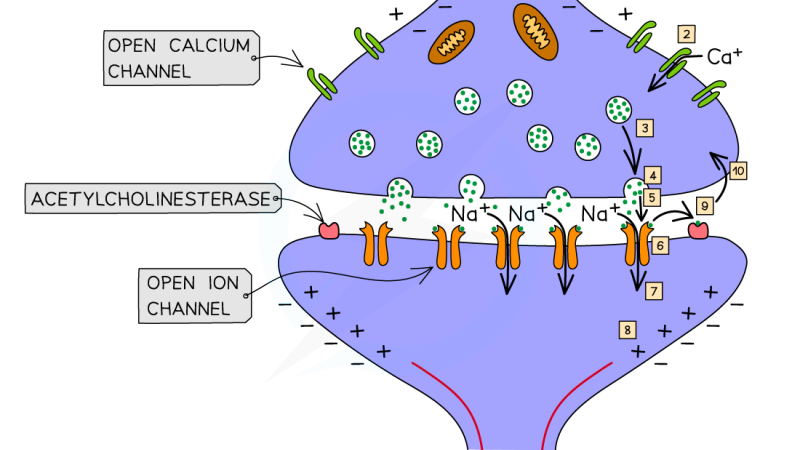 suplementos naturales cerebro memoria