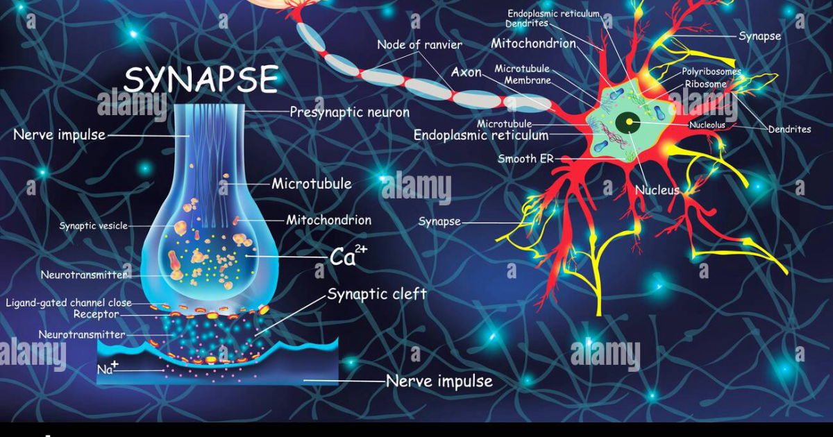 The Genius Wave: Cómo el Eje Acetilcolina-BDNF Puede Prevenir la Neurodegeneración
