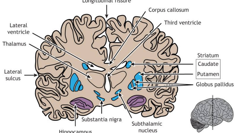 sinapsis hipocampo neuronas BDNF
