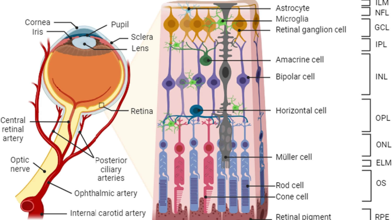 diagram of retinal ganglion cell layers and optic nerve
